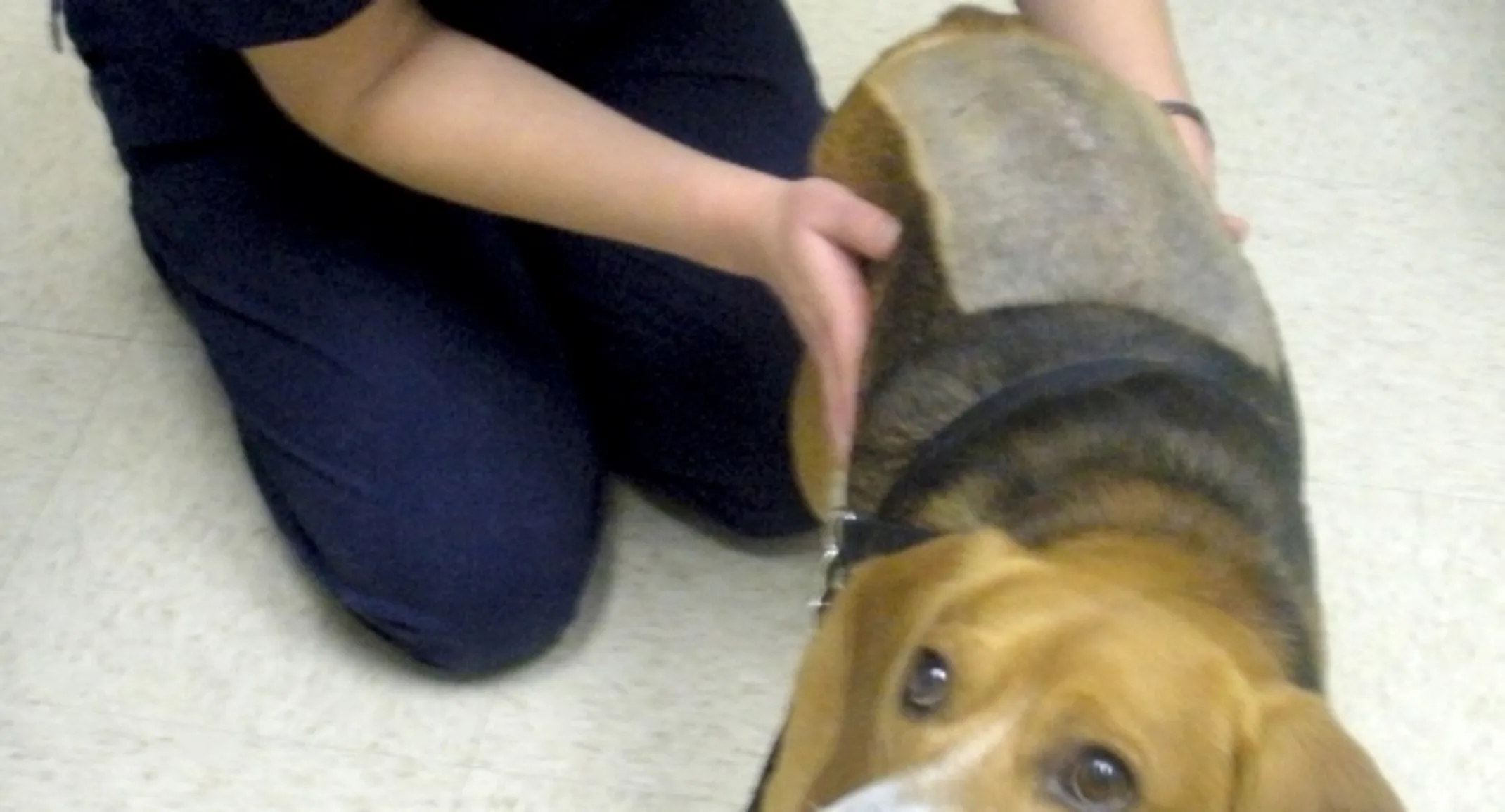 Vet holding dog named Dallas Vet holding dog named Dallas