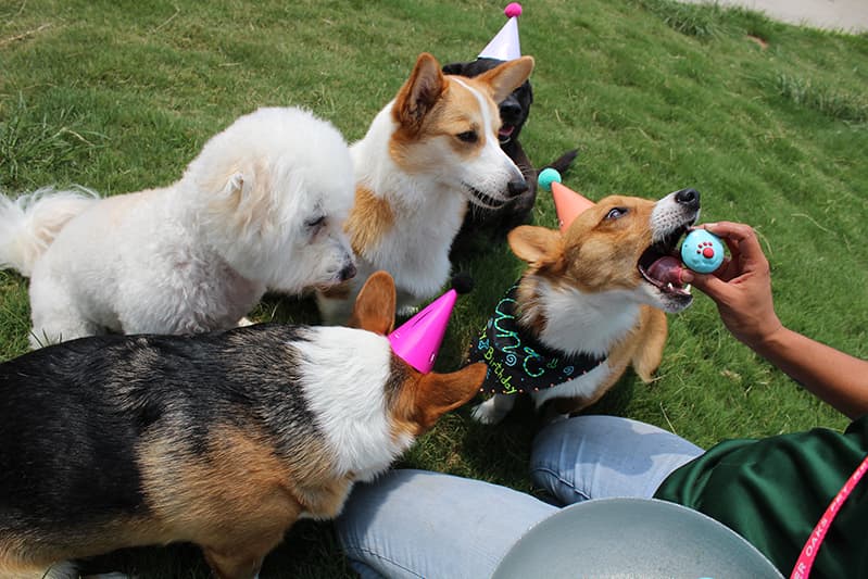 Dogs sitting around a staff member and some of them are wearing birthday hats