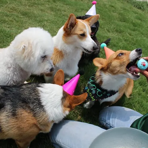 Dogs sitting around a staff member and some of them are wearing birthday hats