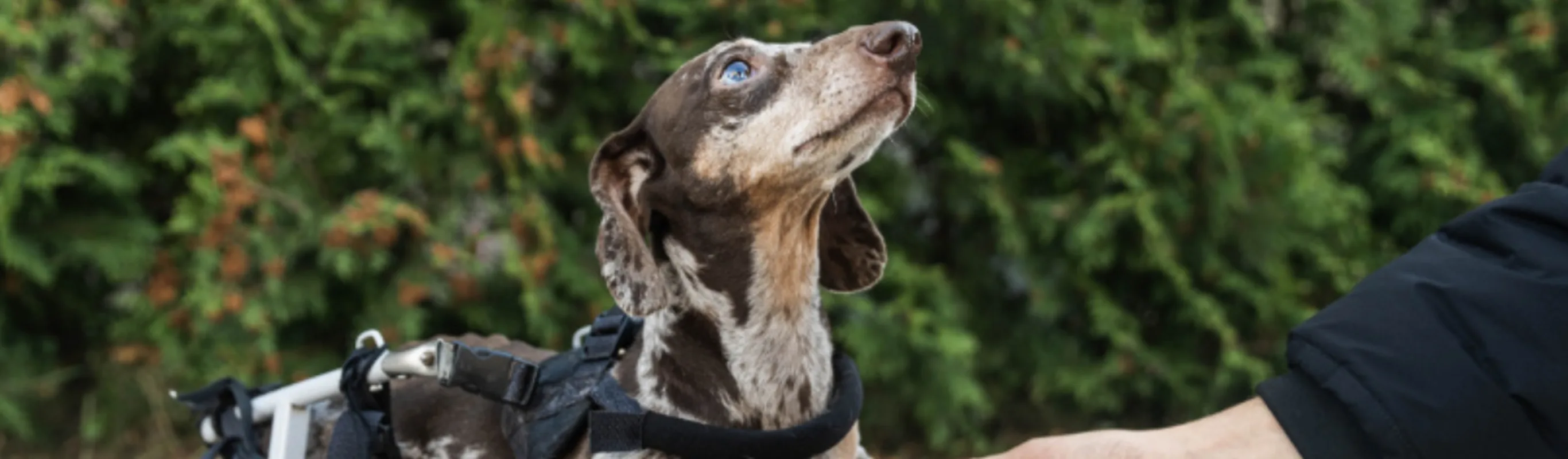 Little Spotted Dachshund In A Wheelchair Holding Hand Little Spotted Dachshund In A Wheelchair Holding Hand