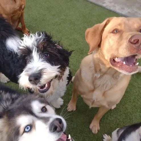 Dogs Playing Outside Looking Up at the Camera