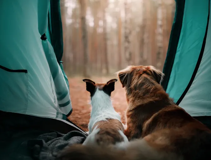 two dogs sitting in a tent two dogs sitting in a tent