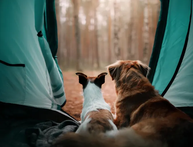 two dogs sitting in a tent