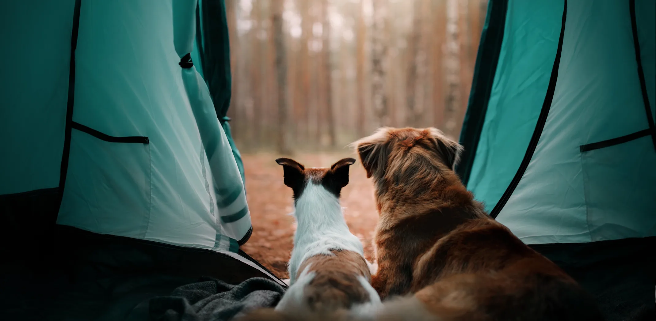 two dogs sitting in a tent two dogs sitting in a tent