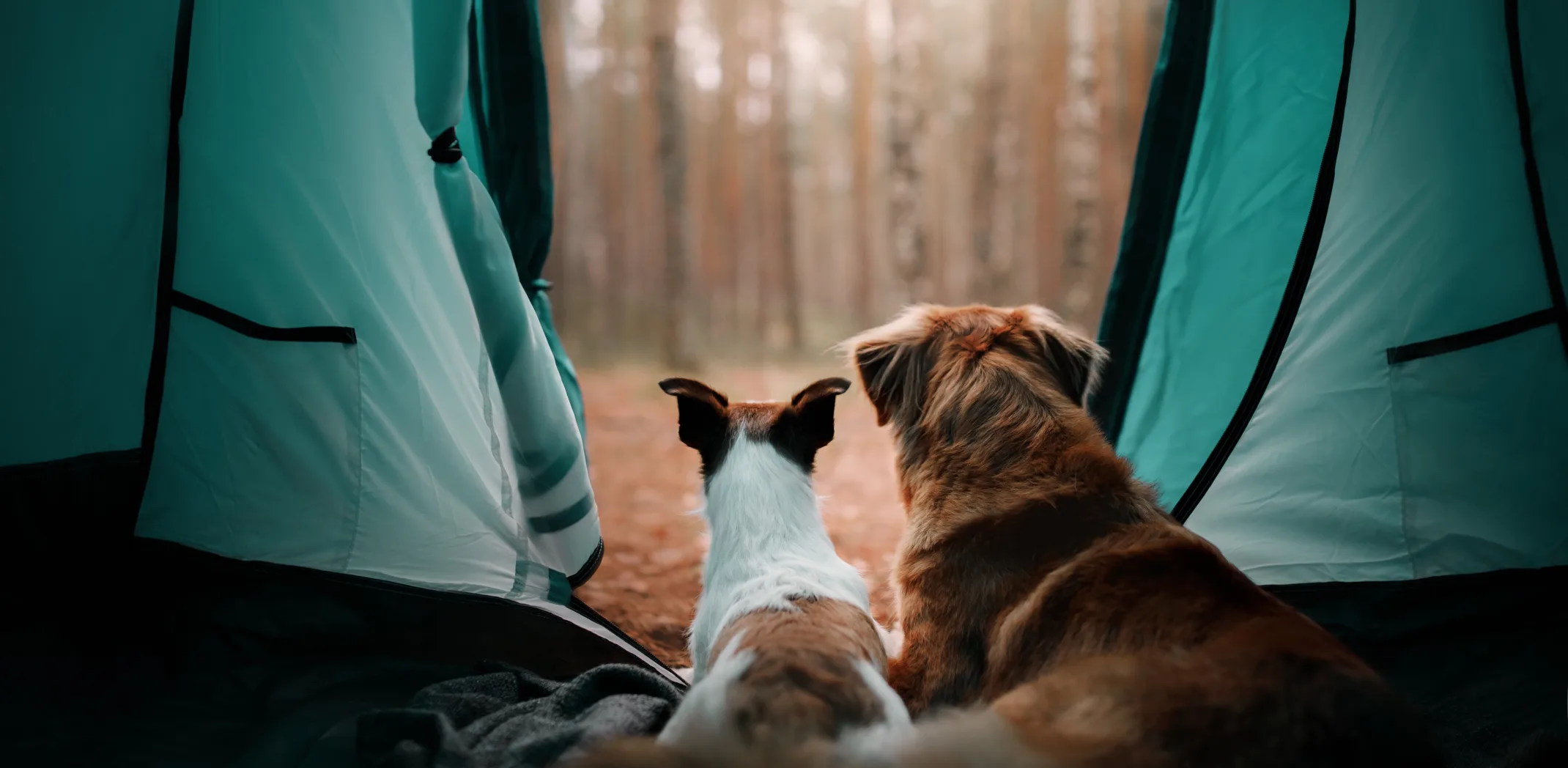 two dogs sitting in a tent