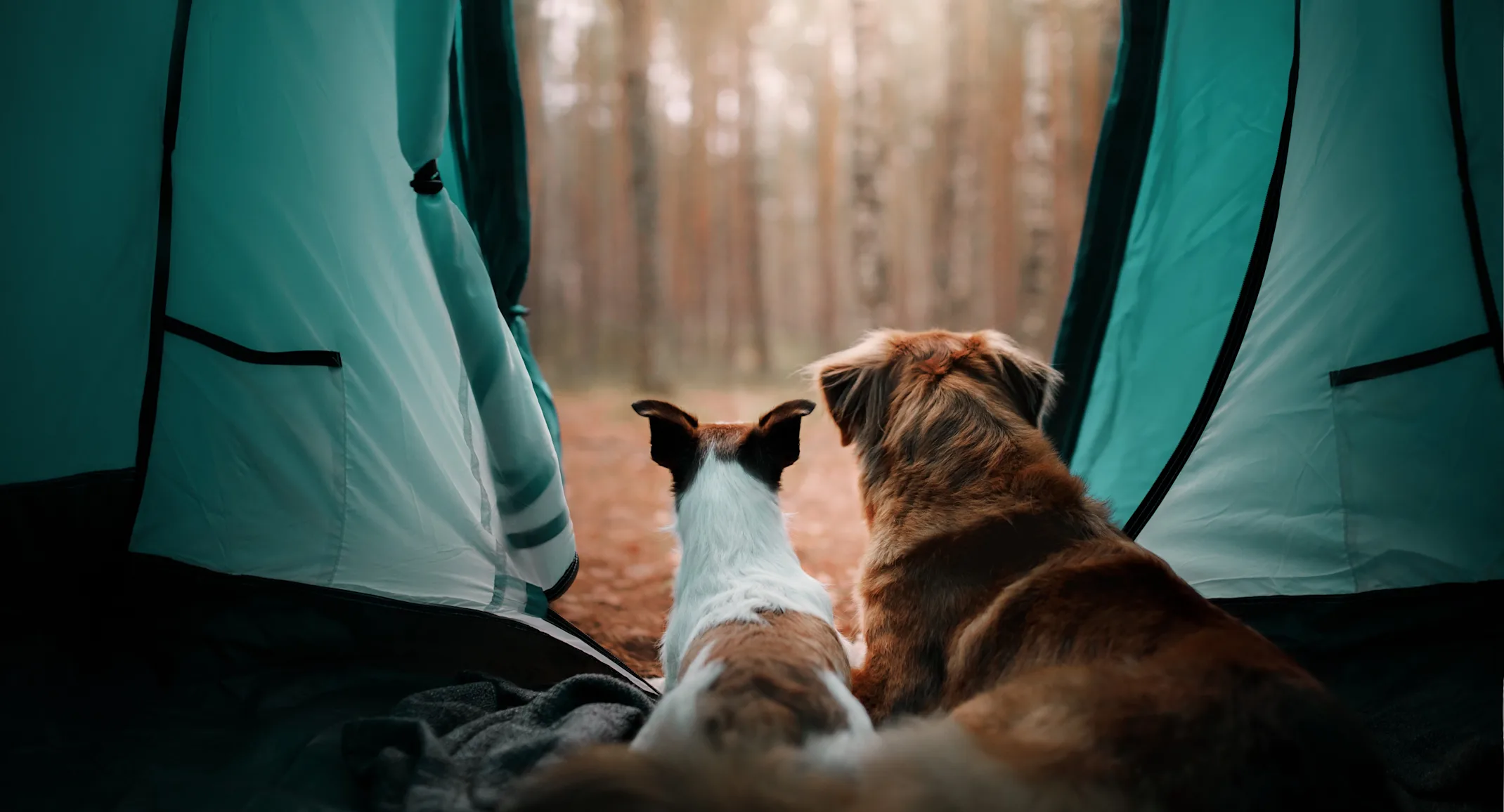 two dogs sitting in a tent