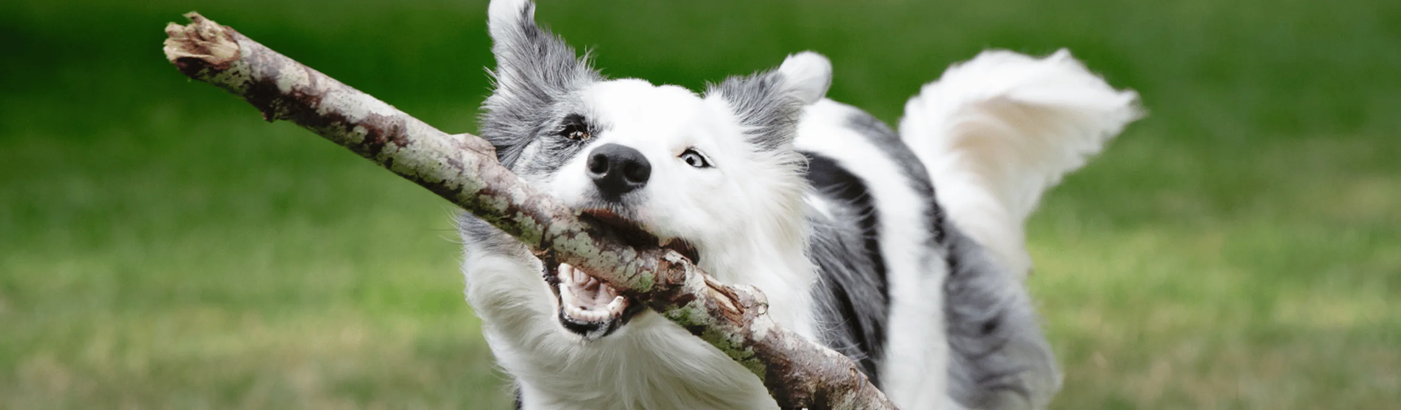 A dog carrying a stick in their mouth A dog carrying a stick in their mouth