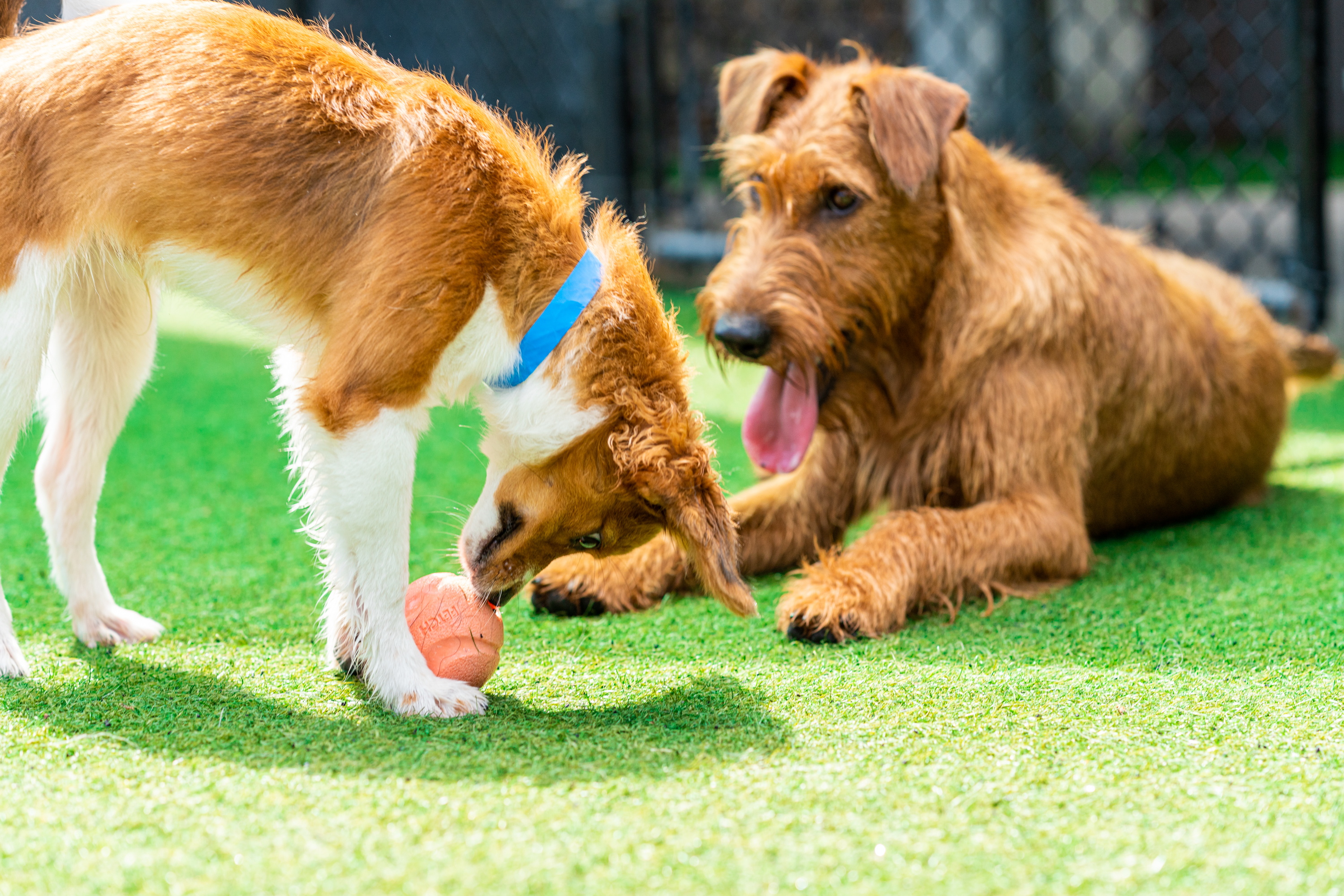 The Lodge at New Tampa Happy Dogs