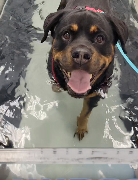Dog wading through rehabilitation water tank