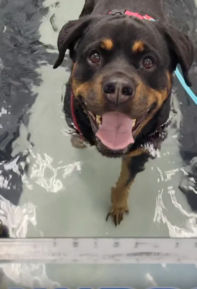 Dog wading through rehabilitation water tank Dog wading through rehabilitation water tank