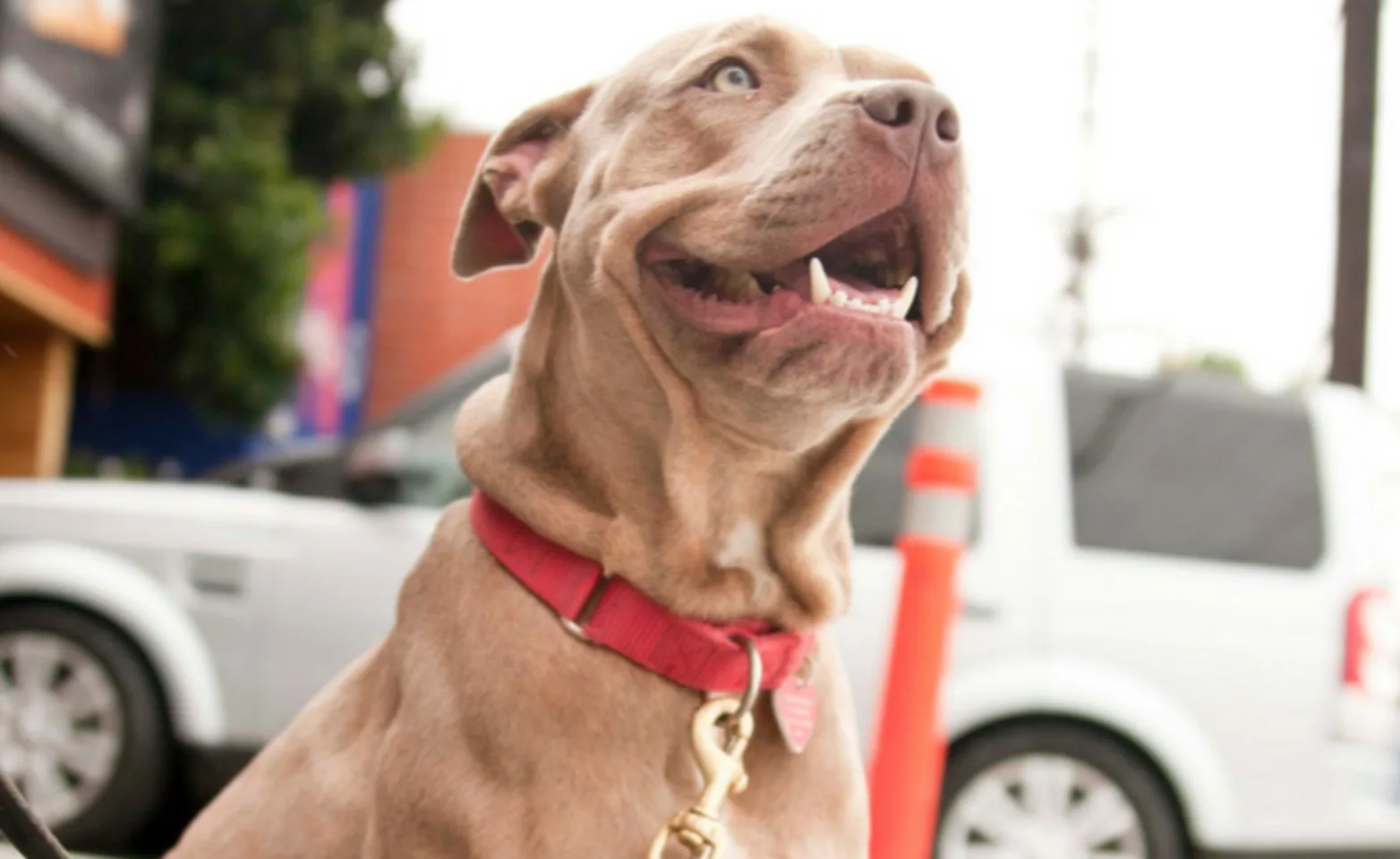 Dog happy outside of West LA K9s Only Dog happy outside of West LA K9s Only