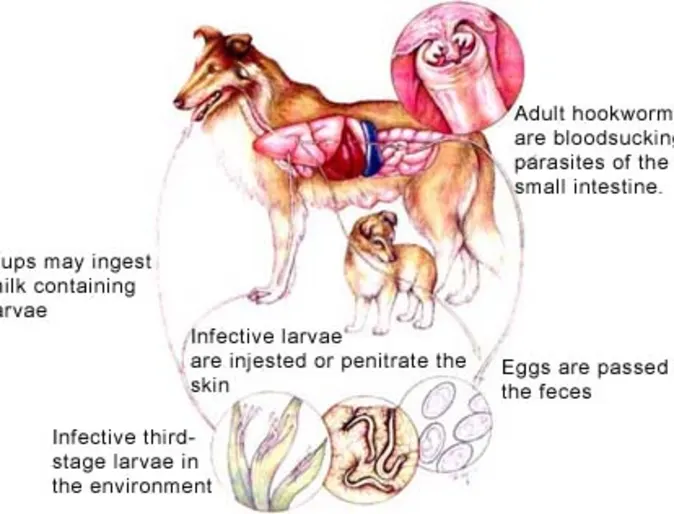 Hookworm Infection Hookworm Infection