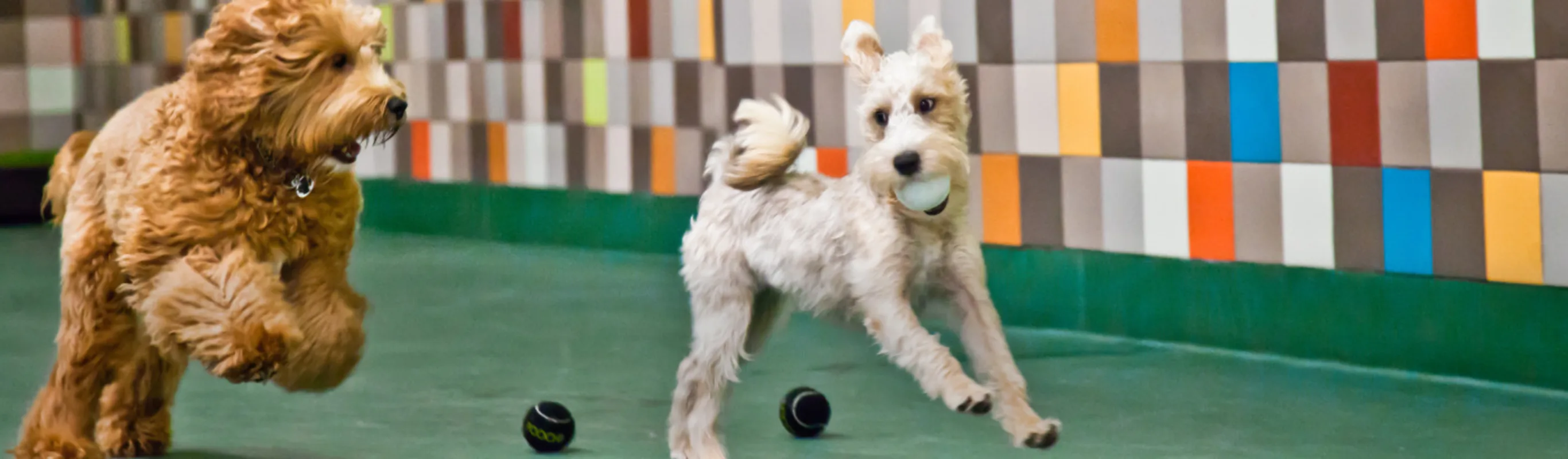 Two Dogs Playing with Tennis Balls at Pooch Hotel Two Dogs Playing with Tennis Balls at Pooch Hotel