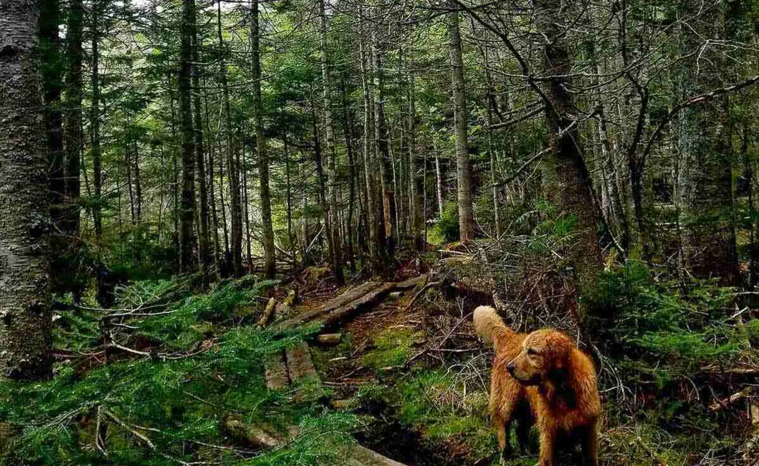 Golden Retriever walking through the woods Golden Retriever walking through the woods