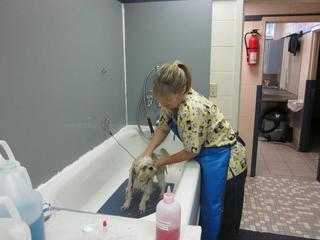 Florissant Animal Hospital Bathtub