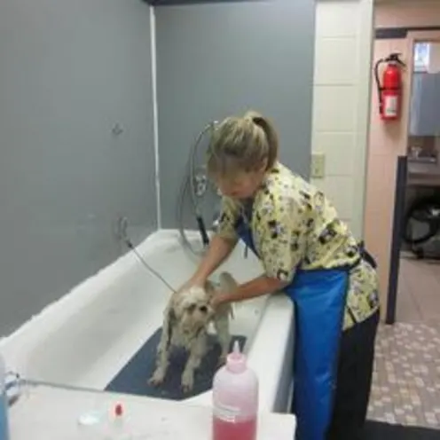 Florissant Animal Hospital Bathtub