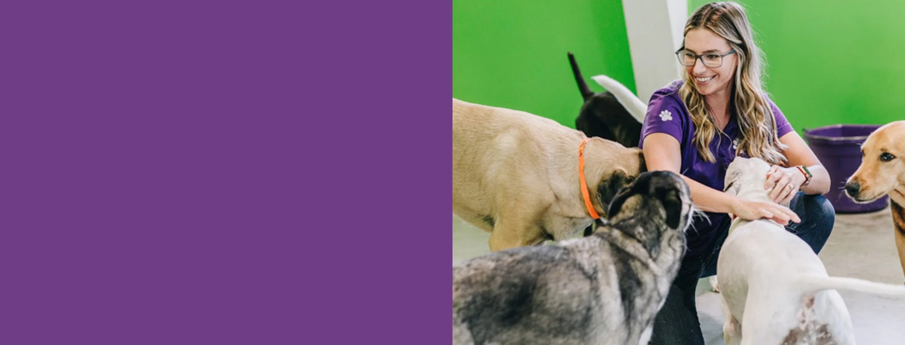 Half purple background and a happy lady on a purple shirt playing with dogs