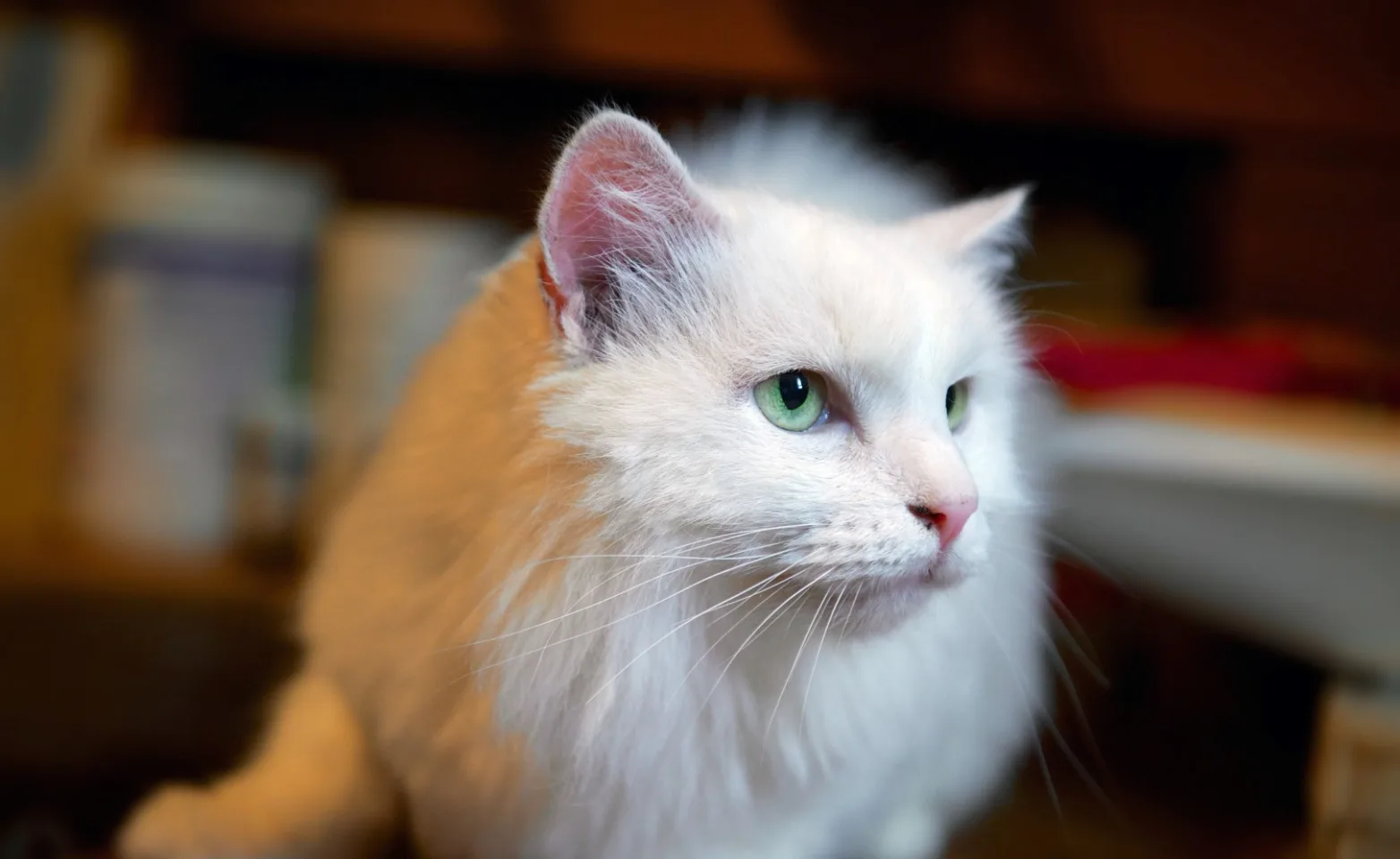 white cat with green eyes looking to the right