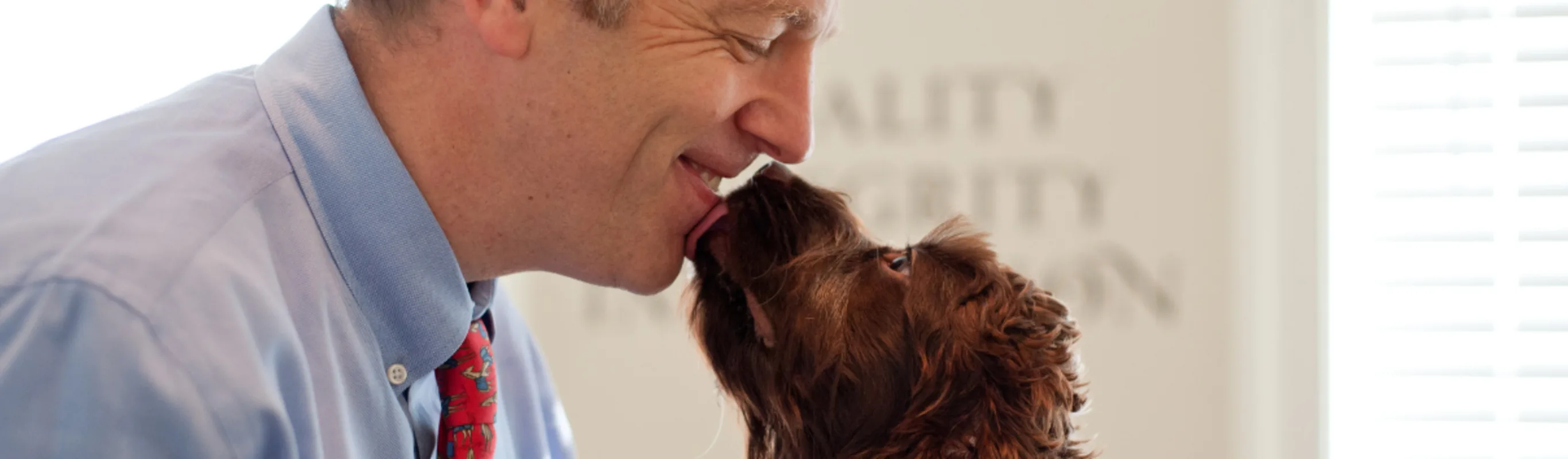 Brown dog licking a man's chin Brown dog licking a man's chin