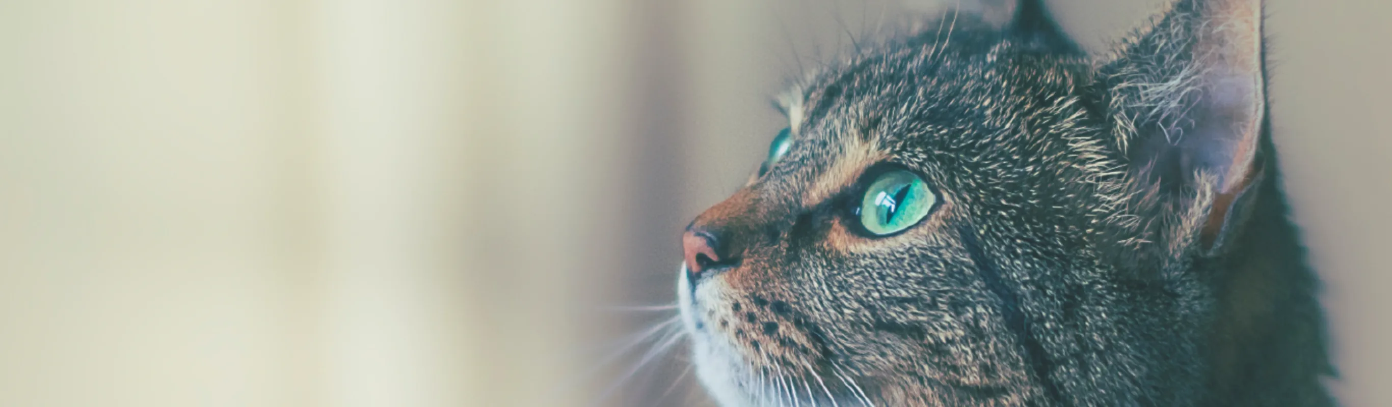 Cat Cat