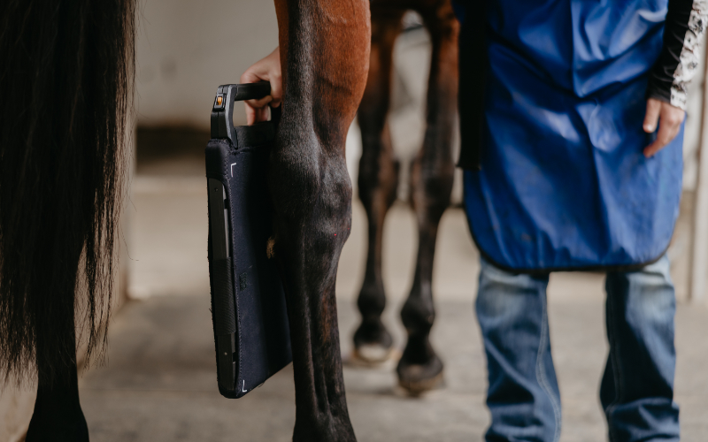 Veterinarian Examining a Horse's Leg