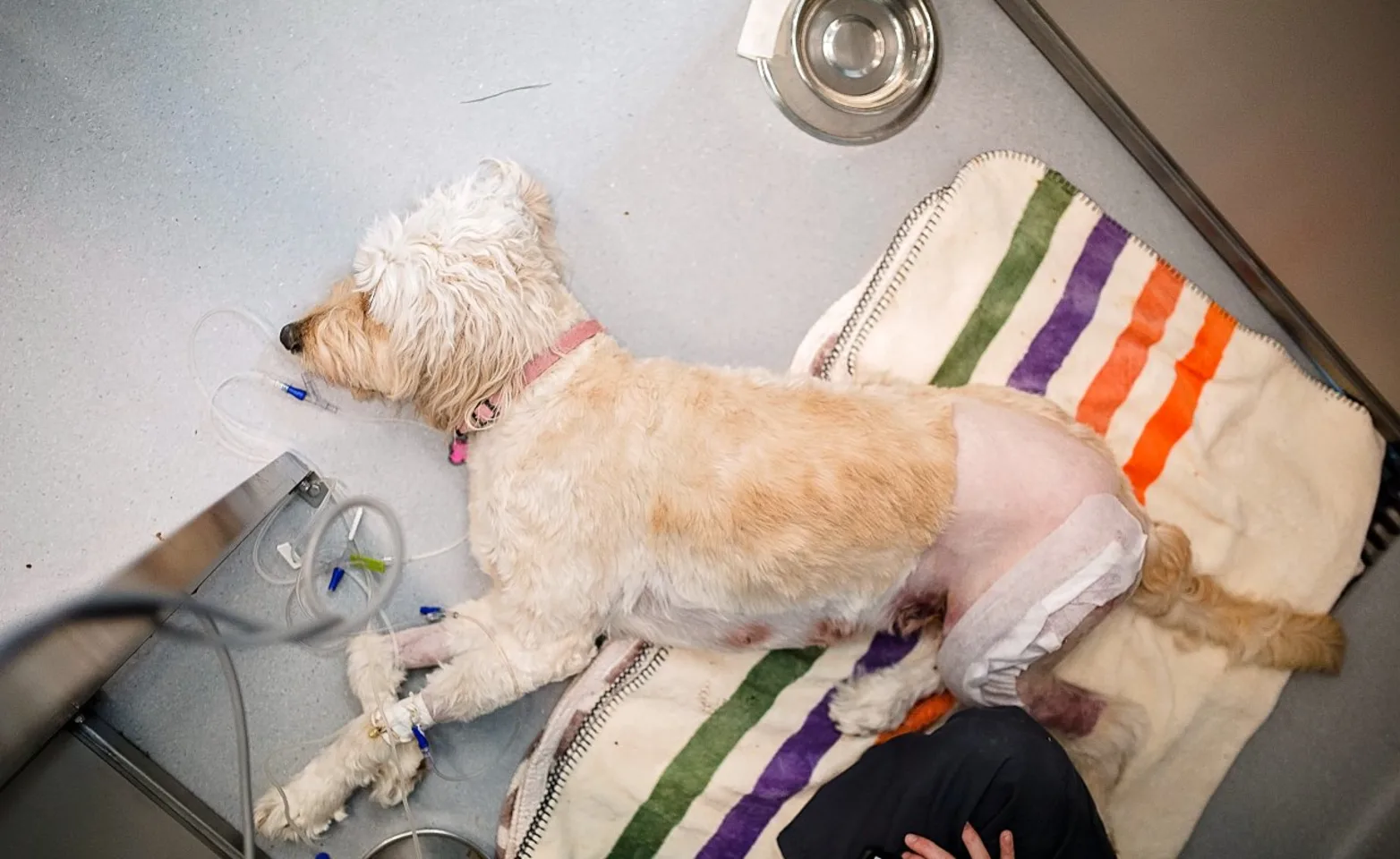 White dog laying on surgery table.