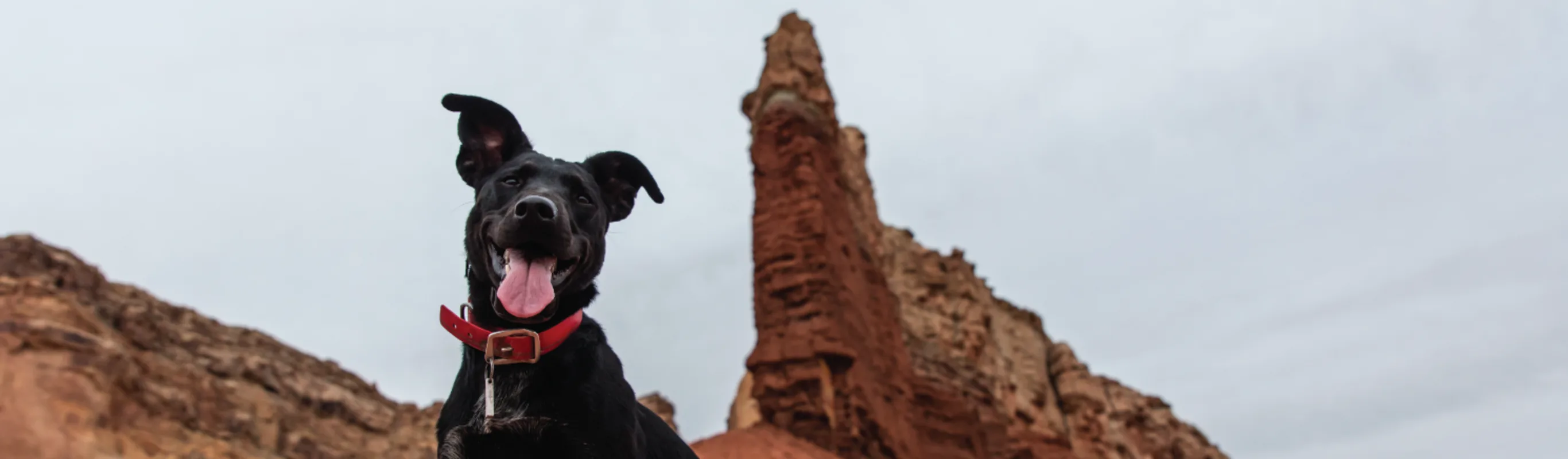 Dog sitting in the desert