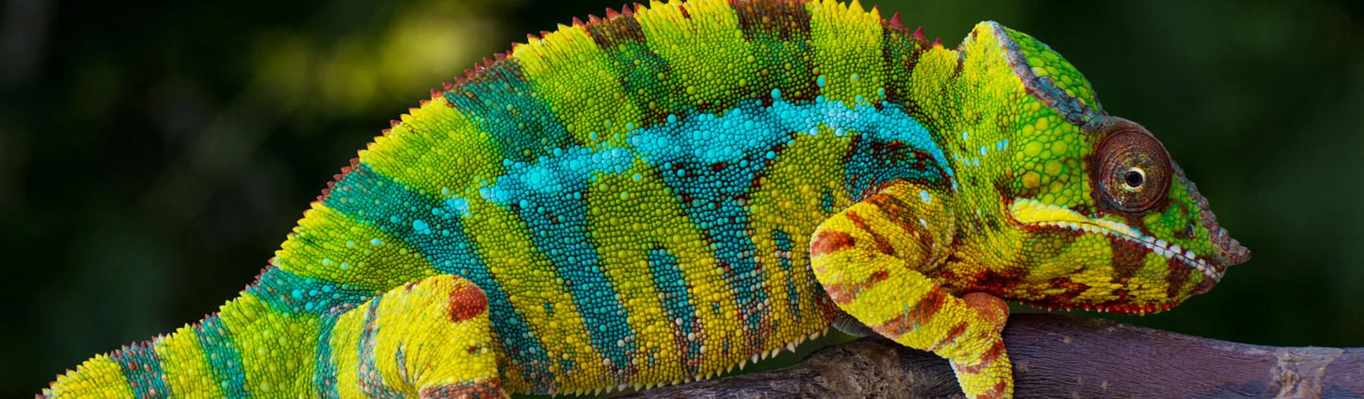 Close Up of Colorful Chameleon on Branch Close Up of Colorful Chameleon on Branch