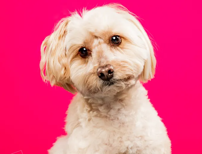 Ember in front of pink backdrop Ember in front of pink backdrop
