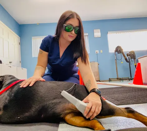 Nurse performing laser therapy on dog Nurse performing laser therapy on dog