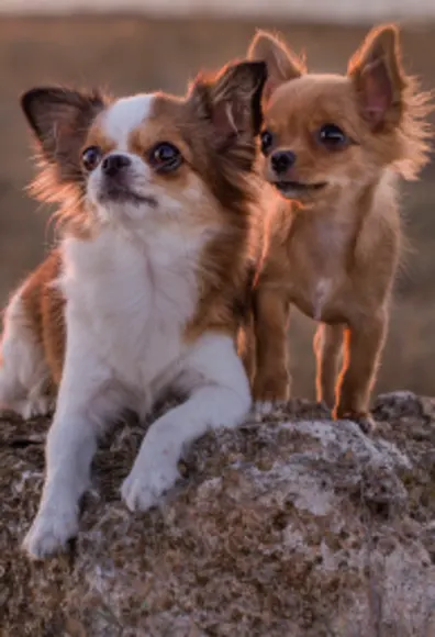 Dogs sitting together Dogs sitting together
