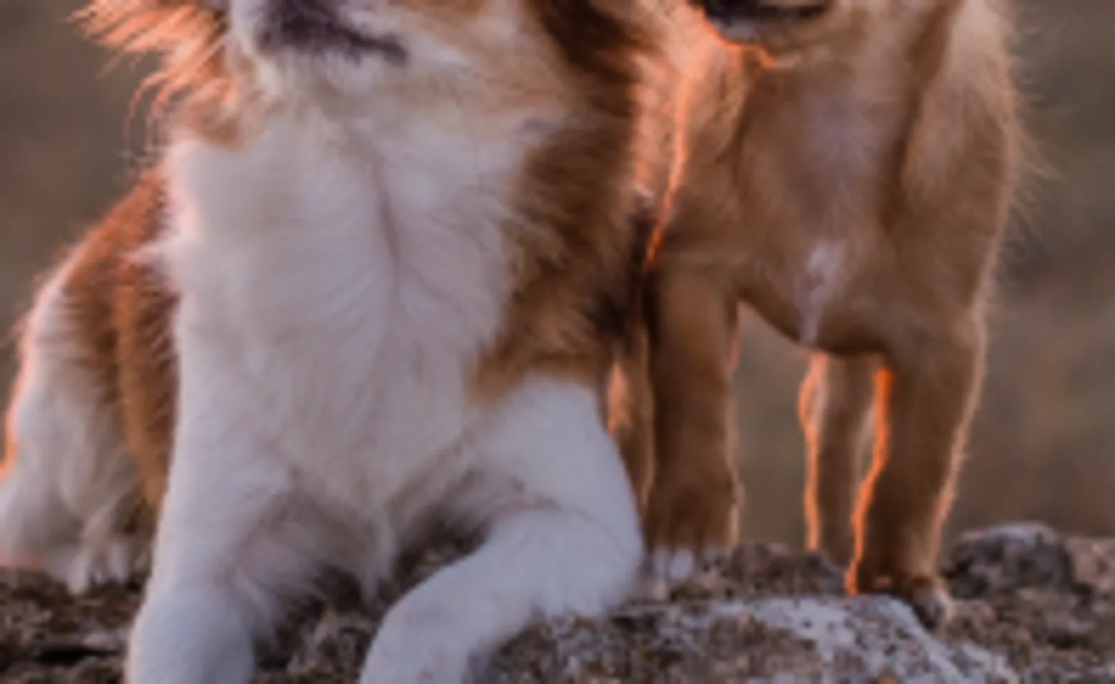 Dogs sitting together Dogs sitting together