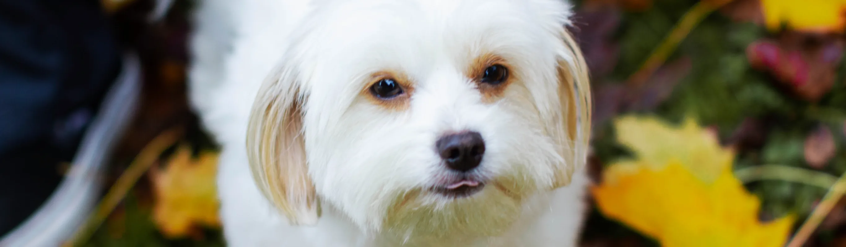 White Puppy standing next to their owner on a flowery field looking up. White Puppy standing next to their owner on a flowery field looking up.