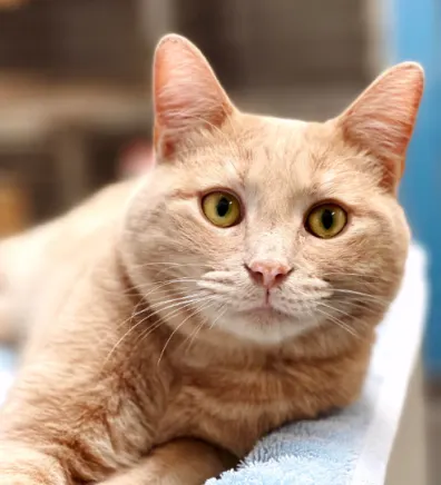 Big Tuna, an orange cat