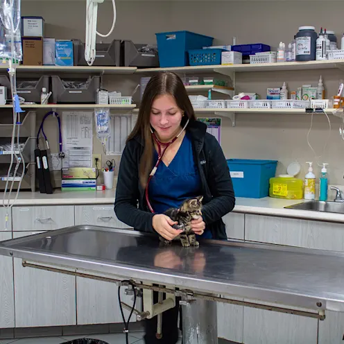 Ava examining a kitten Ava examining a kitten