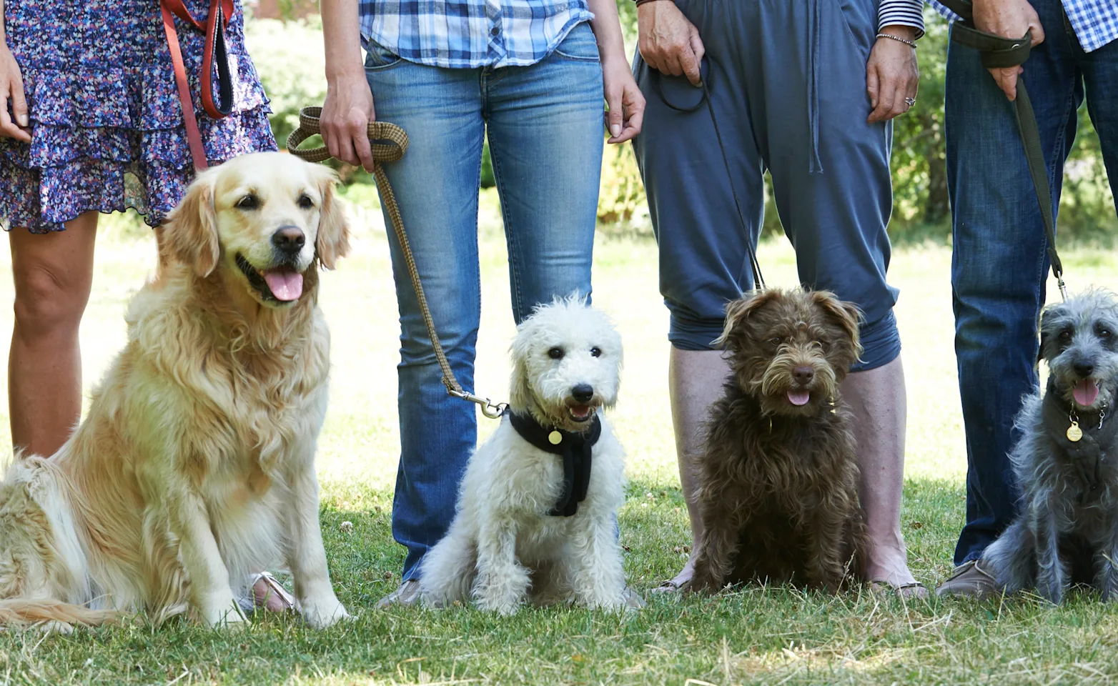 Dogs on leashes