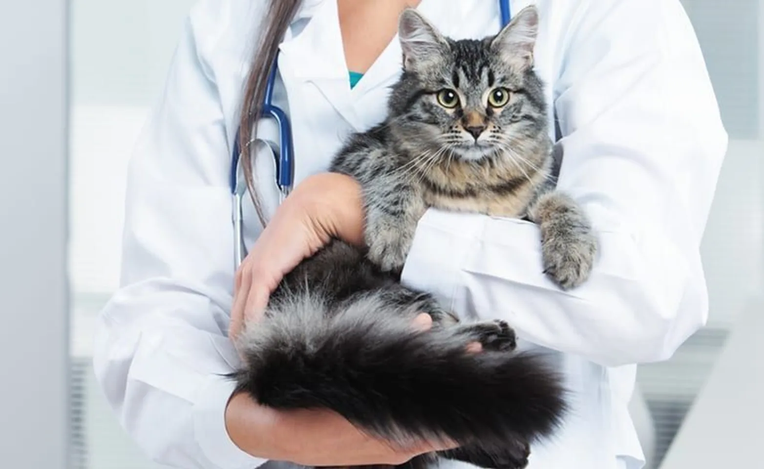 Veterinarian holding cat