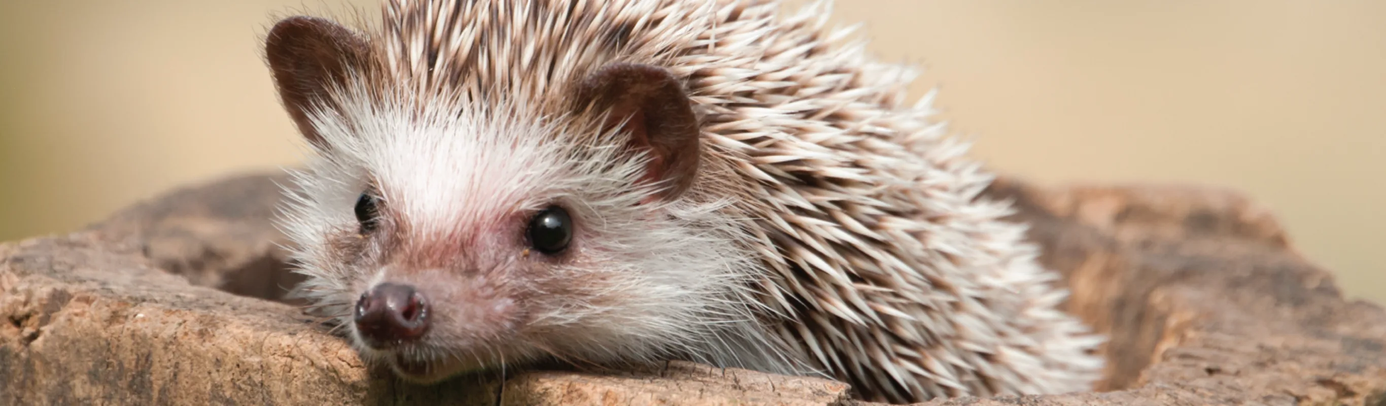 Hedgehog sitting on wood