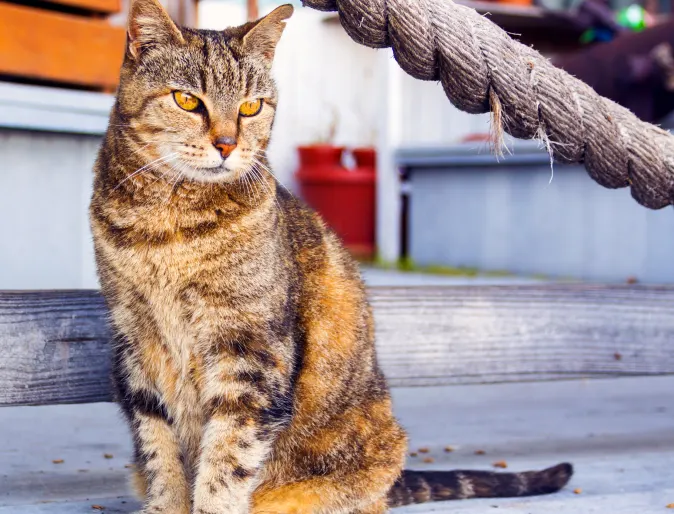 Cat Cat