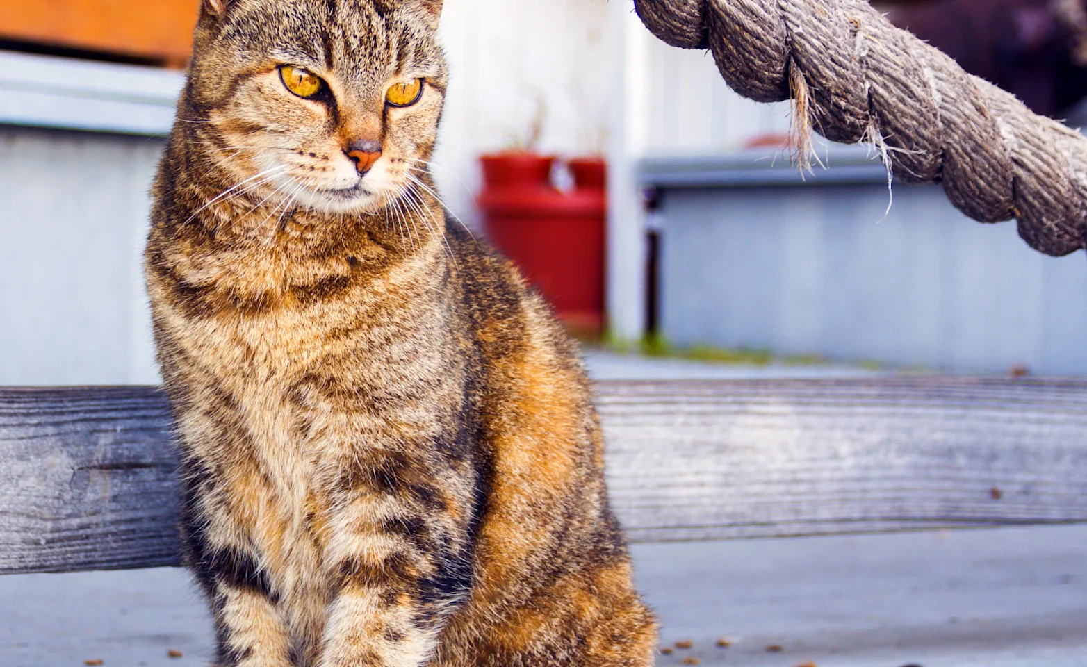 Cat Cat