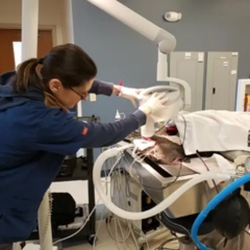 Dental exam at Small Animal Hospital