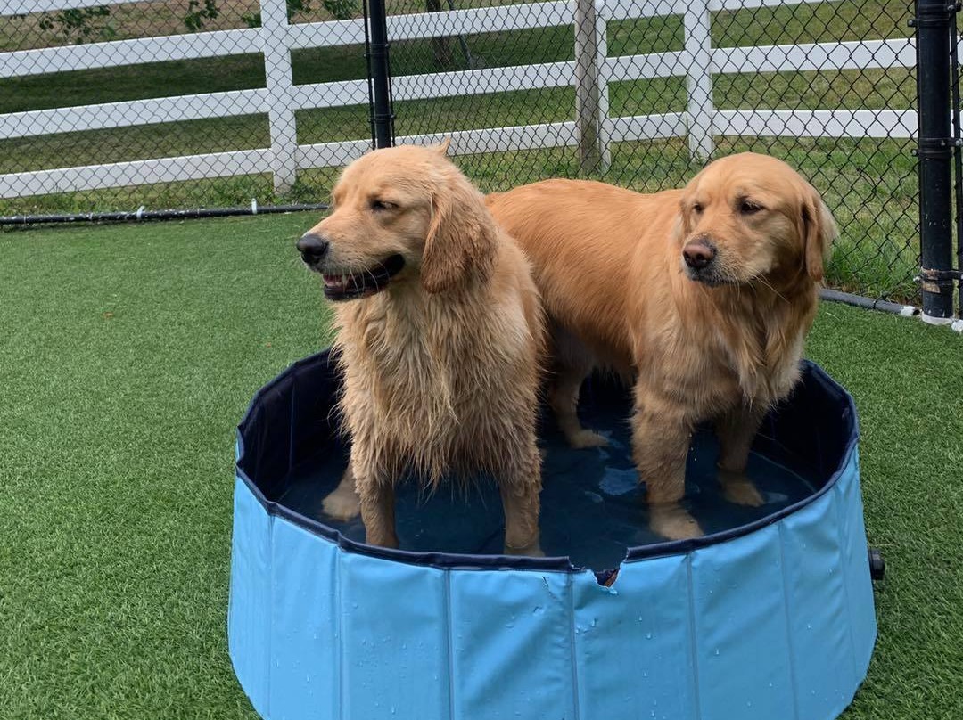 Two dogs in the dip pool at The Barking Dog