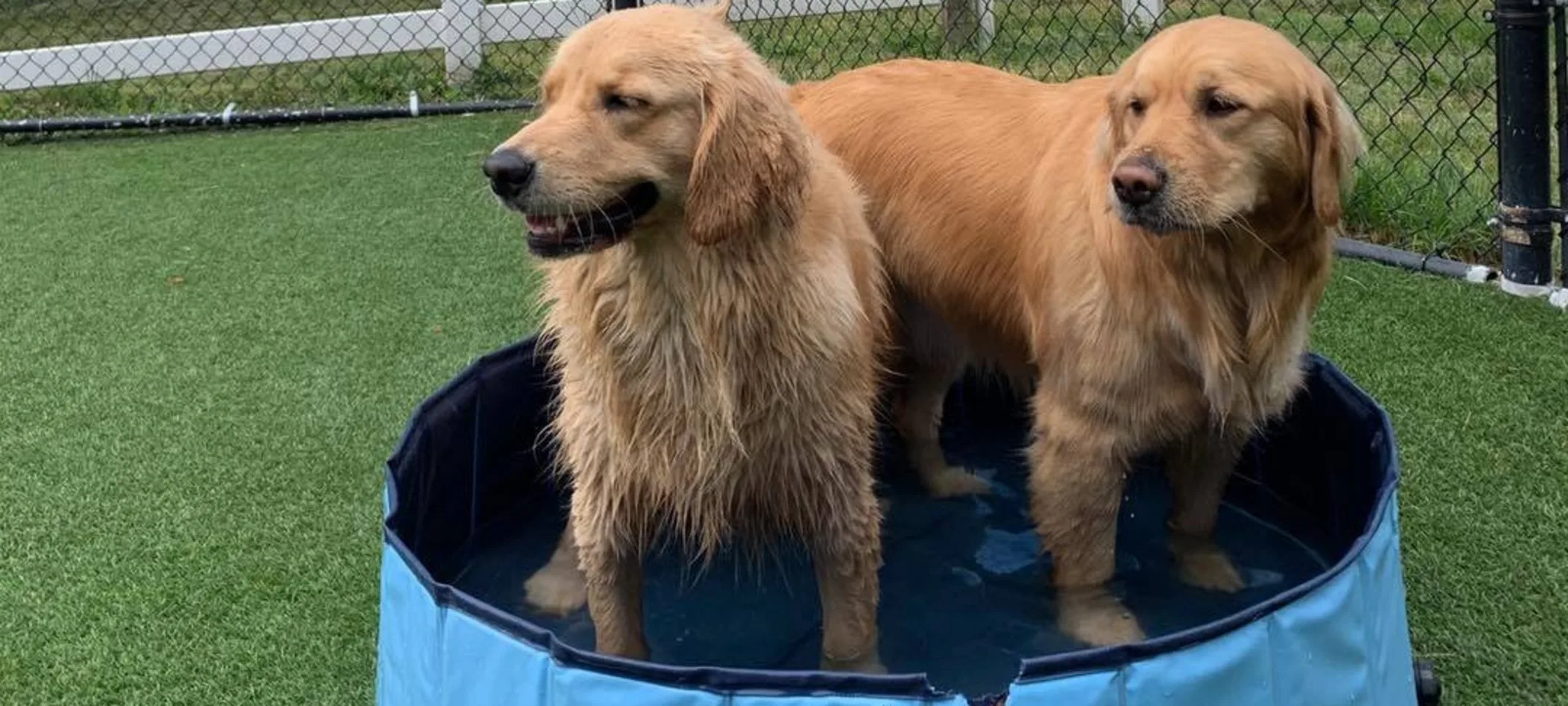 Two dogs in the dip pool at The Barking Dog