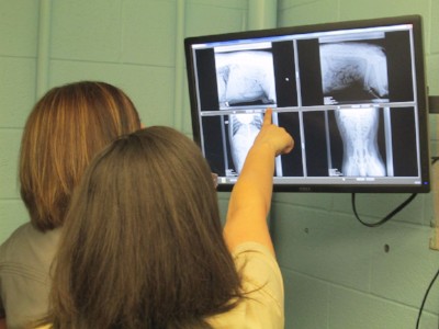 Warren Woods Veterinary Hospital Xray Images