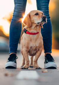 Dog standing in the street