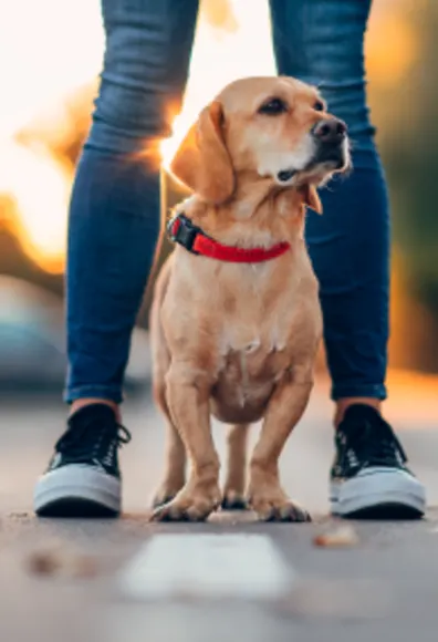 Dog standing in the street Dog standing in the street