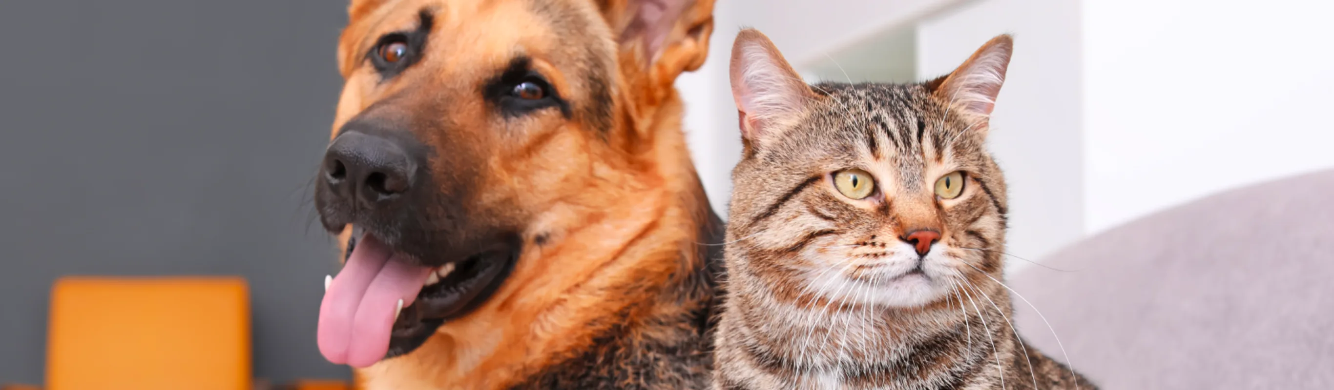 Dog and cat on couch Dog and cat on couch