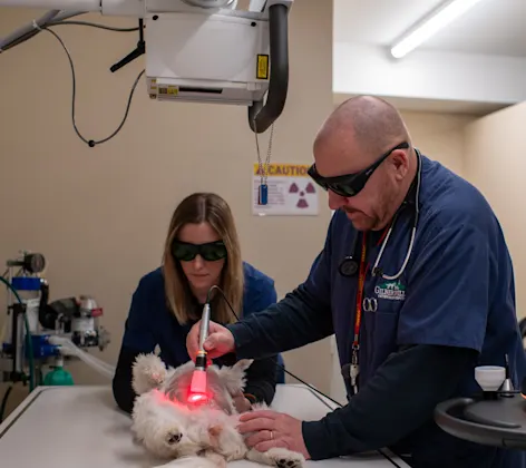 Gilbertsville VH Staff performing laser therapy Gilbertsville VH Staff performing laser therapy