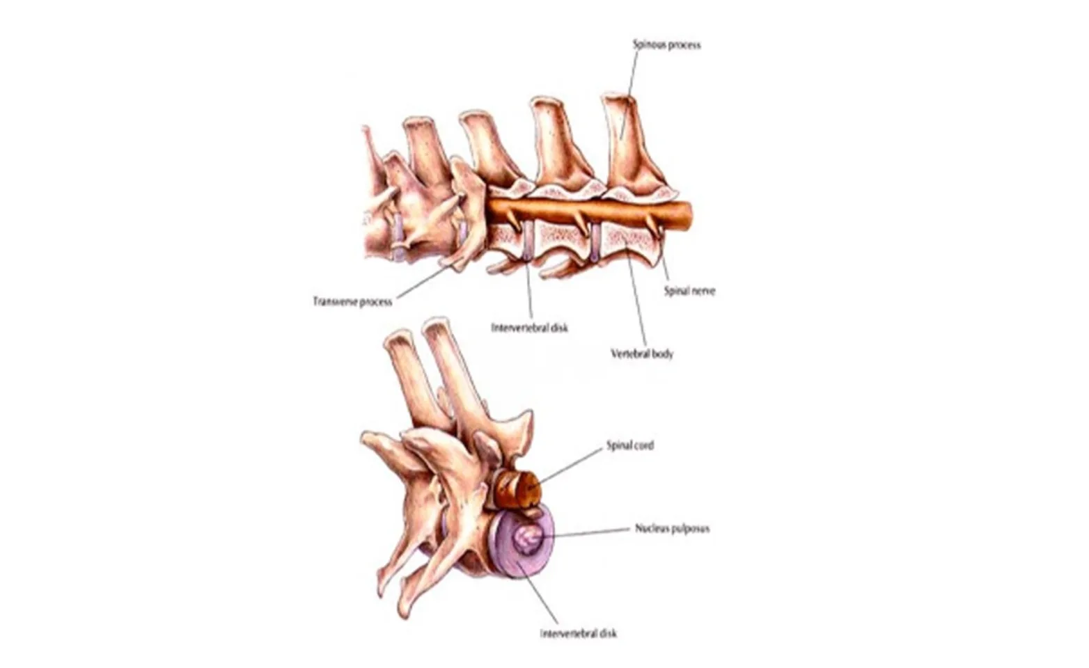 Diagram of normal canine spinal anatomy. Diagram of normal canine spinal anatomy.