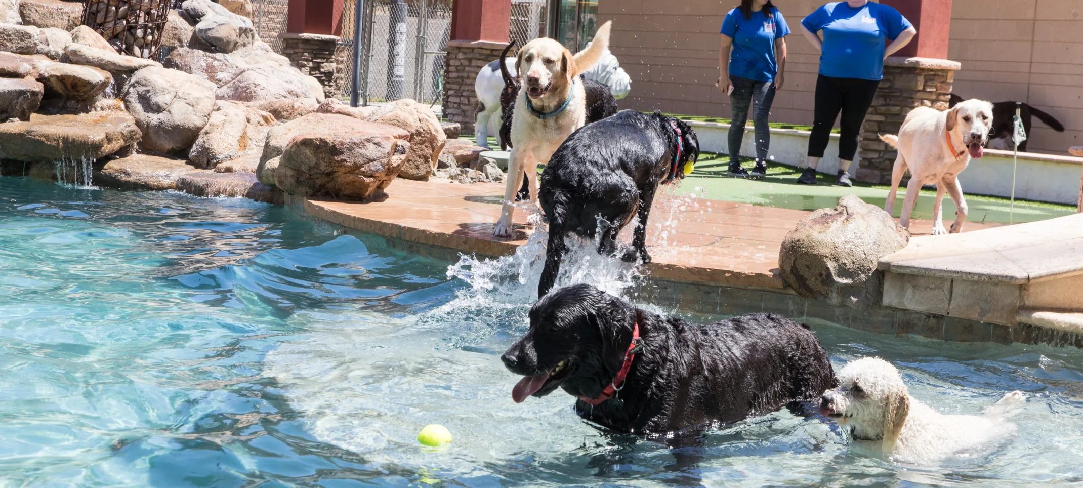 Dogs Playing in Pool at Doggie District Peoria